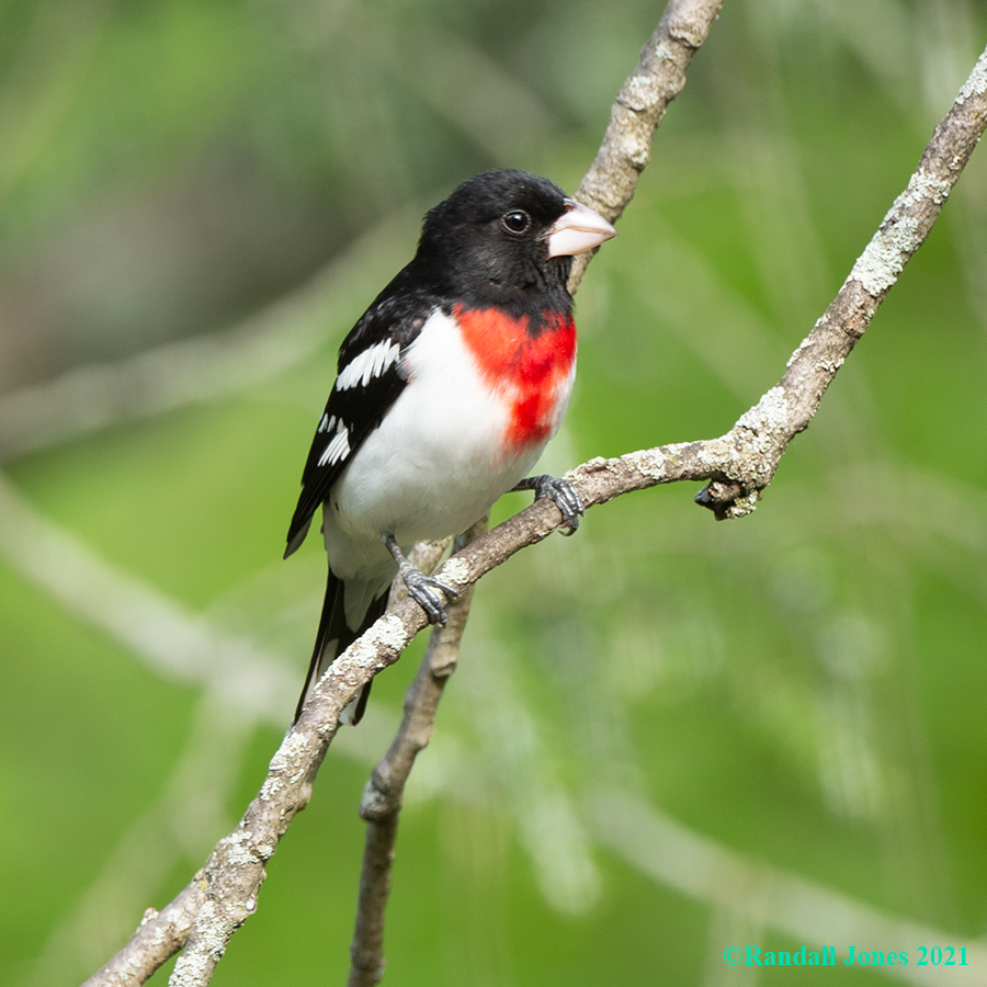 Rose-breasted Grosbeak